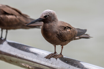 lesser noddy or Anous tenuirostris near Elephanta Island Maharashtra, India