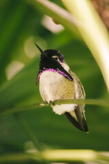 hummingbird macro image