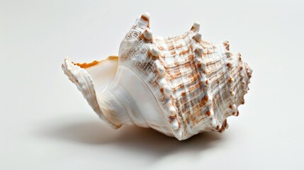 Obraz premium White background with a live conch