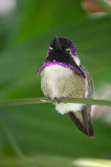 hummingbird macro image