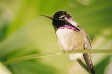 hummingbird macro image