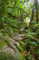 Old pathway through the subtropical rainforest of the Kauaeranga Valley, Thames, Coromandel, New Zealand
