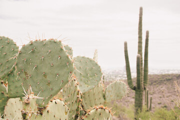 prickly cactus in desert