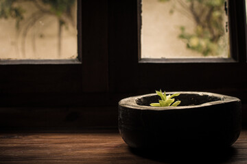 pot in front of the window.