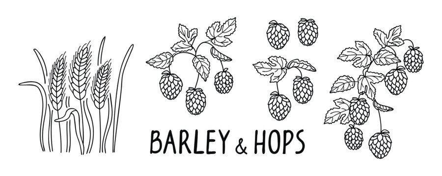Barley and beer hops banner with graphic botanical design elements and hand lettering.Line drawn plants brewing ingredients isolated on white background.Print on fabric and paper.Vector illustration.
