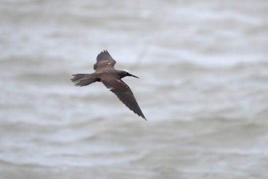 lesser noddy or Anous tenuirostris near Elephanta Island Maharashtra, India