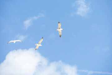 seagull in flight