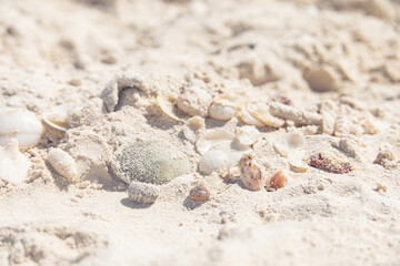 seashells on the beach