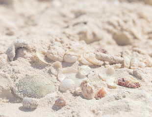seashells on the beach