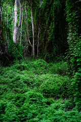 Fototapeta premium Green Sword Fern (Fishbone Fern) on the fertile ground and climbing on trees in swamp forest wetlands, Rayong Province Botanic Garden ,famous attractions landmark in Thailand.Vertical.