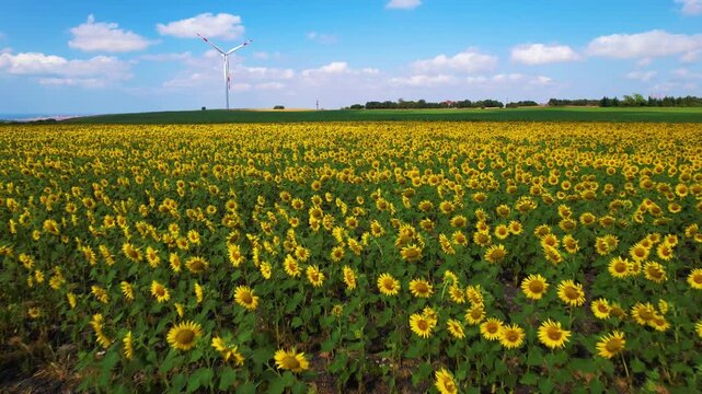 Sunflower Field. Beautiful sunflowers and blue sky aerial view.