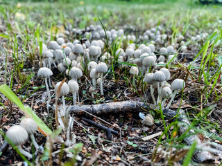 A colorful cluster of mushrooms flourishes on the soft ground beneath lush grass, creating an...