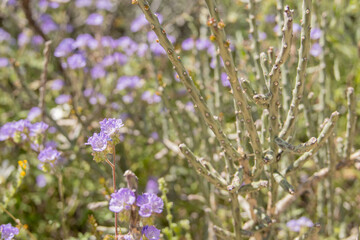 flowers in the field