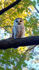 The majestic white owl sitting on a tree branch amidst a canopy of sunlit leaves.