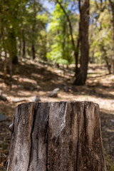 Ramsey canyon arizona