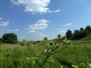 Naklejka premium A field with an uneven surface is overgrown with tall green grass under a bright blue sky
