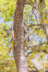 squirrel climbing