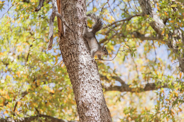 squirrel climbing