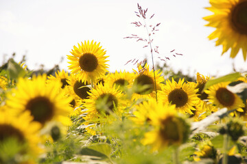 sunflowers on the field. Agricultural field with sunflowers for background. Sunflower blooming. Organic Farming. Nature concept. Sunflower background in a yellow field. Agriculture. Farming. 