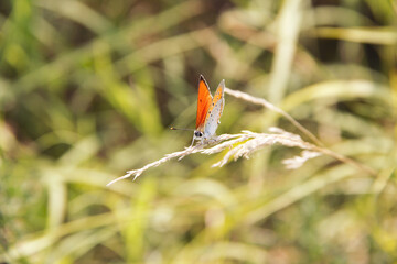 Close-up shot of the small heath (Coenonympha pamphilus) with closed wings resting on a plant - on the upper side it is reddish yellow and the forewing have a prominent dark spot near the wing tip
