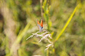 Close-up shot of the small heath (Coenonympha pamphilus) with closed wings resting on a plant - on the upper side it is reddish yellow and the forewing have a prominent dark spot near the wing tip