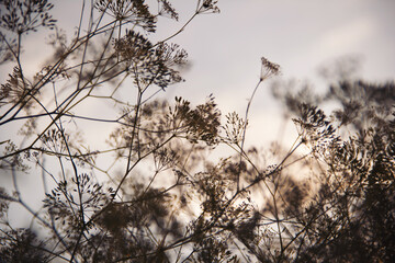 close-up of a mature brown umbrella dill. dill flowers umbrellas against the background of a beautiful evening  sky at sunset.