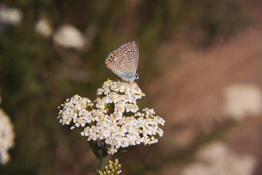Dafnis the polytheistic butterfly feeding on the flower, Polyommatus daphnis. Insects in the nature. 