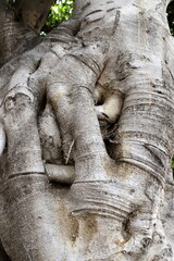 Tree bark texture close up.