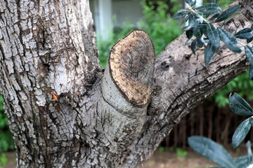 Obraz premium Tree bark texture close up.