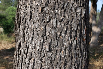 Tree bark texture close up.