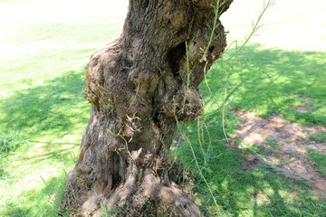 Tree bark texture close up.