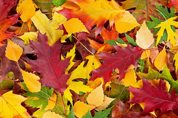 Colorful and bright background of fallen autumn leaves, top view. Background of group of autumn leaves.