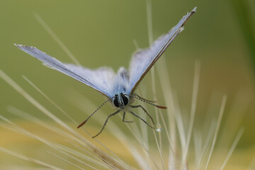 Closeup on a small mediterranean Icarus blue butterfly, Polyommatus icarus with spread wings in vegetation