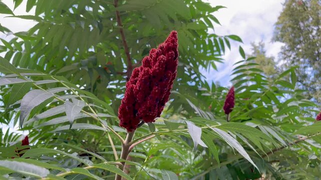 Deer-horned sumac, or Fluffy sumac, Acetic tree, short-haired sumac, large virgin sumac (Rhus typhina)
