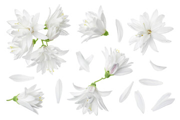deutzia flowers isolated on a white background