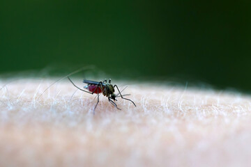 Close-up of a mosquito sucking blood from human skin against a green background