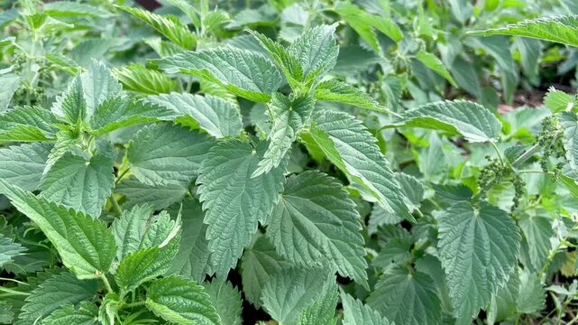 flowering nettle growing in the backyard