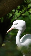 great white heron bird Zoo Warsaw