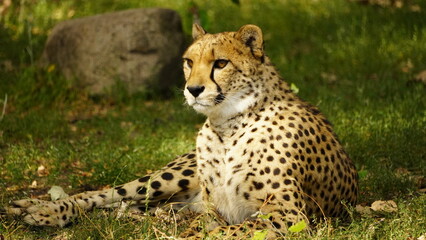 leopard in the tree Warsaw Zoo Poland