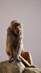 Obraz premium Monkey zoo Warsaw animal