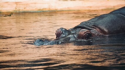 Fototapeta premium hippopotamus in water hippo in the Warsaw Poland Zoo