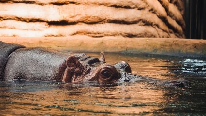 Fototapeta premium hippopotamus in water hippo in the Warsaw Poland Zoo
