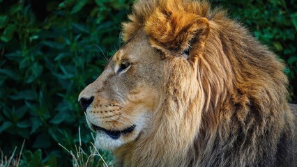 male lion in the zoo Warsaw animal Poland