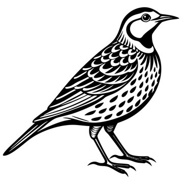 black and white bird standing profile clip art preview