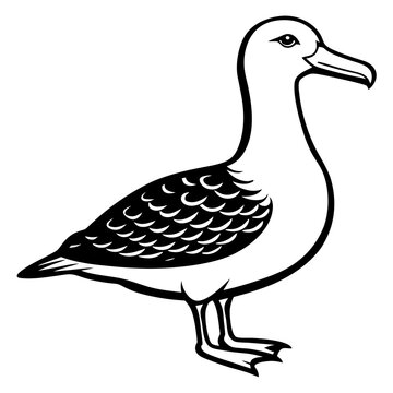 recommend clip art: Albatross art vector