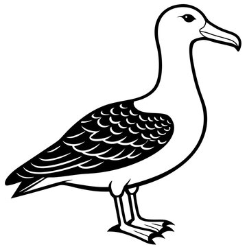 recommend clip art: Albatross art vector