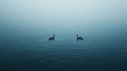 Obraz premium Ducks float on a foggy lake