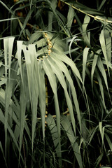 Obraz premium lush green jungle plants tropical natural environment feel