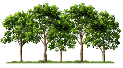 Cutout large hardwood trees group vector illustration, Green forest, elements for environment and garden, natural woodland illustration, vector tree graphics, eco-friendly landscape design,