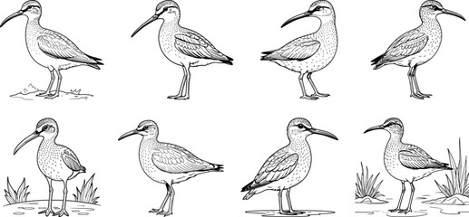 Whimbrel bird hand drawing coloring page and outline vector design